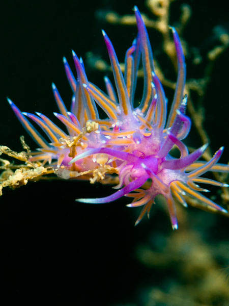 Macro Marine Life